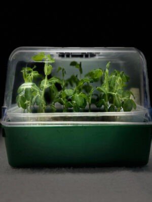 Seed Test Without Control Standard Package