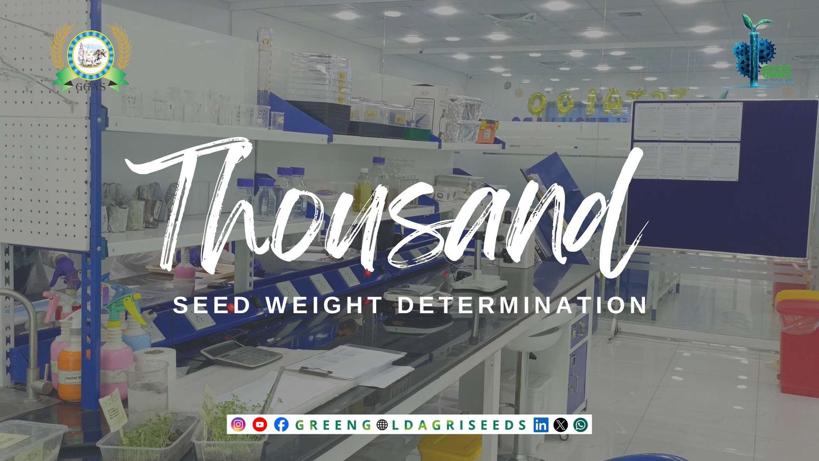 Seed Weight Determination