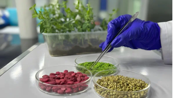 Saeed Lab GGAS Hi-Tech Labs |ISTA Accredited Seed Testing Lab Pakistan