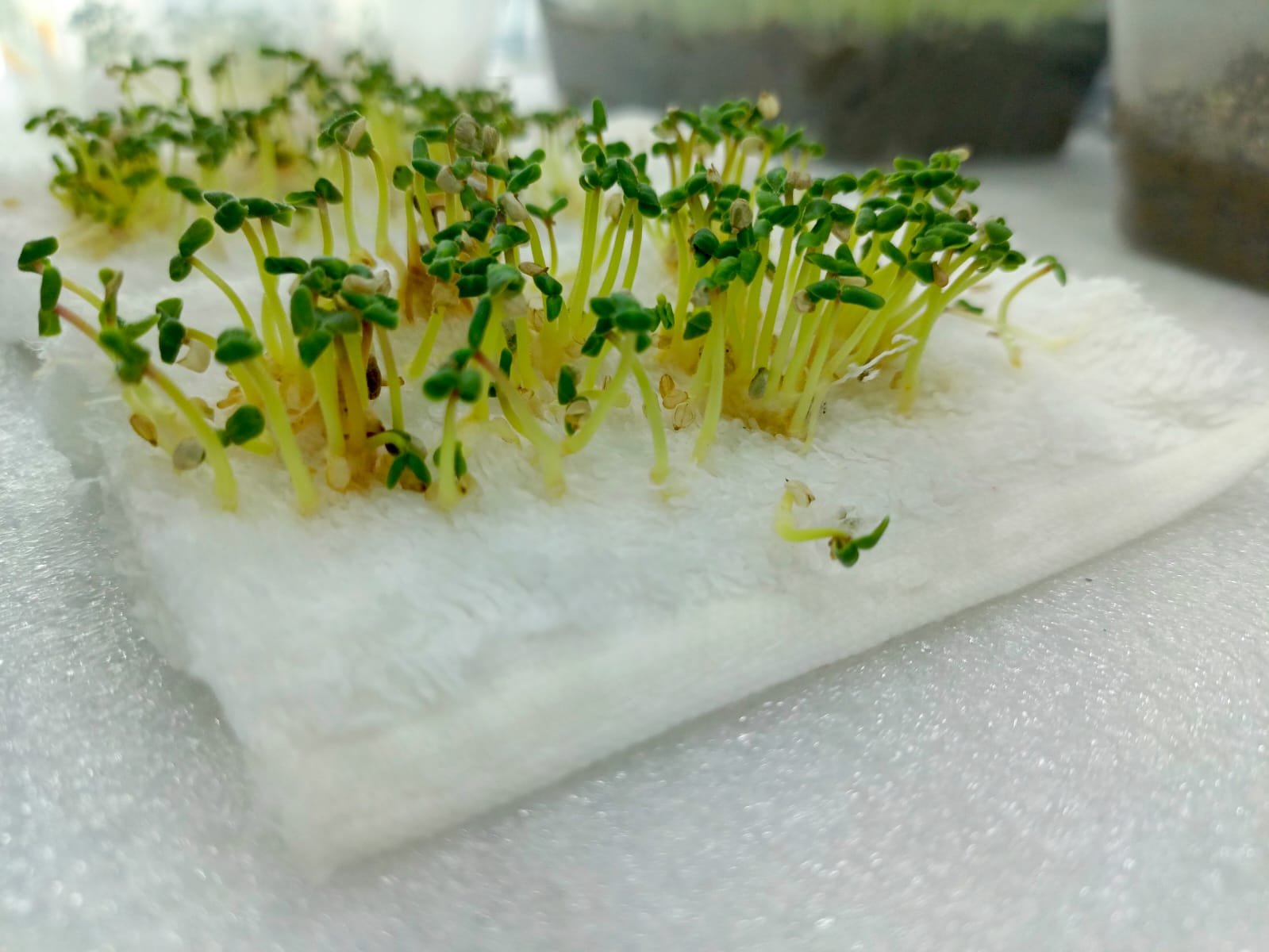 WhatsApp Image 2026-03-10 at 11.39.26 AM