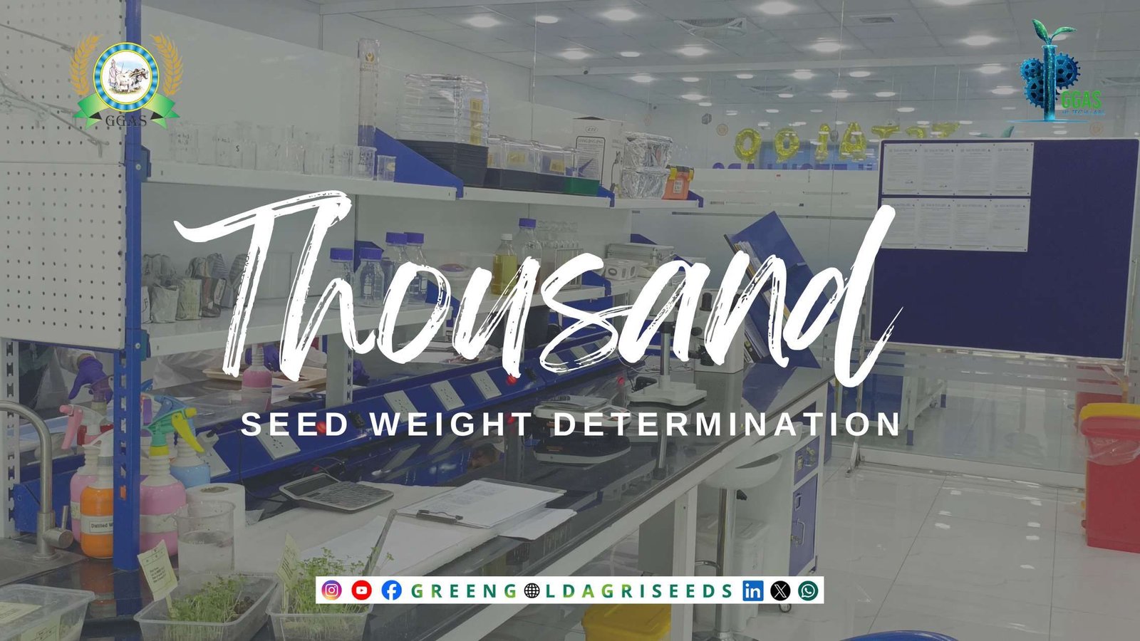 Seed Weight Determination